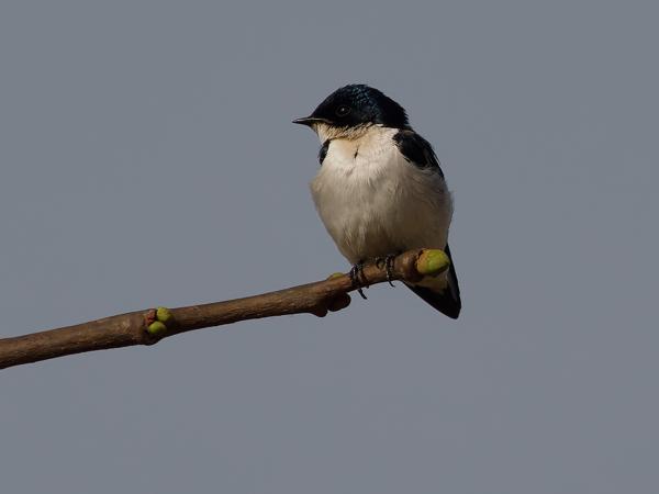 <h3><a href="/trips/gambia/biota/animalia/chordata/aves/040 passeriformes/075 hirundinidae/hirundo leucosoma/hirundo leucosoma-nl.html">Hirundo&nbsp;leucosoma</a> / Pied‑winged&nbsp;swallow / Bontvleugelzwaluw</h3>OM-1 Mark II met OLYMPUS M.150-400mm F4.5 TC, 1/2000 sec  bij F5.6, ISO 200, afstand 14.0&nbsp;m